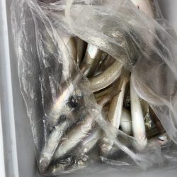 フィッシング キッタカ 釣果