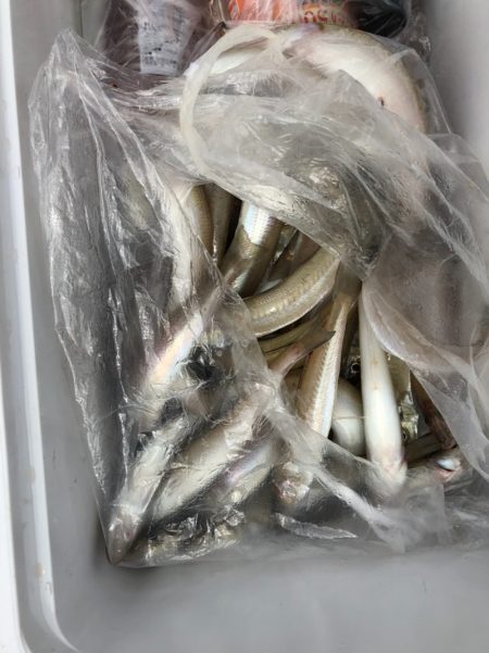 フィッシング キッタカ 釣果