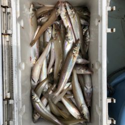 フィッシング キッタカ 釣果