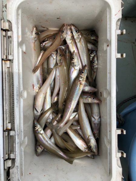 フィッシング キッタカ 釣果