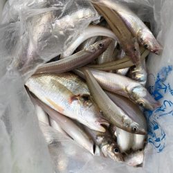 フィッシング キッタカ 釣果