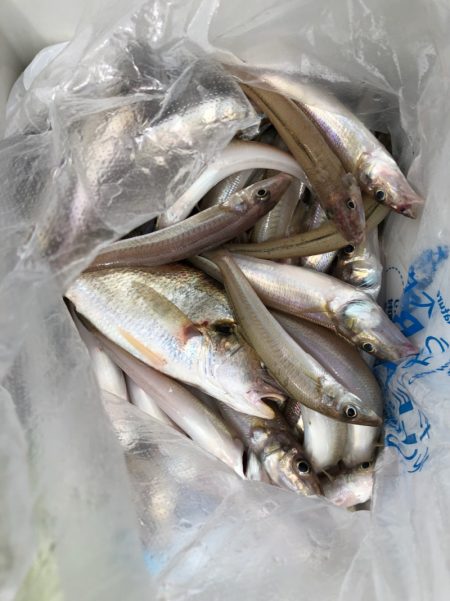 フィッシング キッタカ 釣果