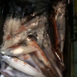 海龍丸（石川） 釣果