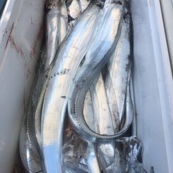 岡田釣船　八英丸 釣果