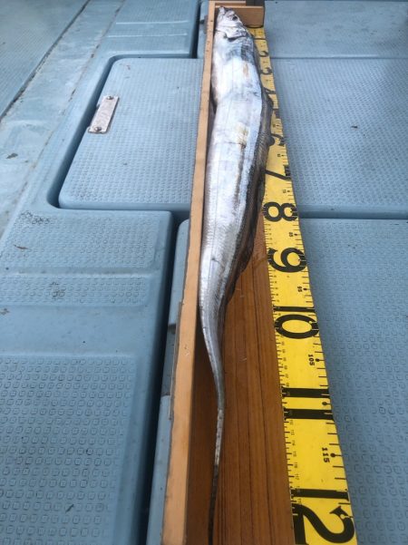 岡田釣船　八英丸 釣果