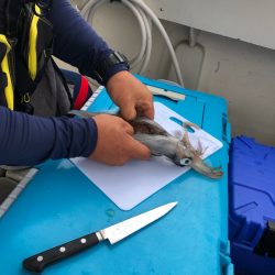 末広丸(熊本) 釣果