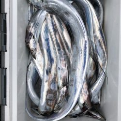 フィッシング キッタカ 釣果