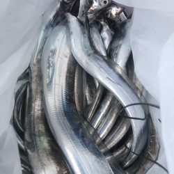 岡田釣船　八英丸 釣果