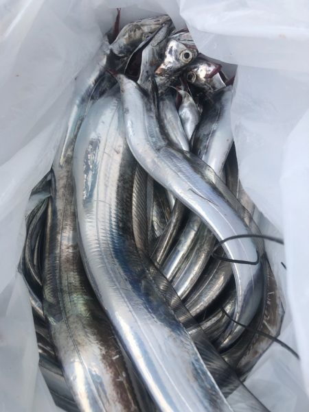 岡田釣船　八英丸 釣果