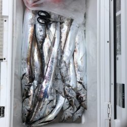 フィッシング キッタカ 釣果