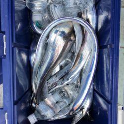 フィッシング キッタカ 釣果