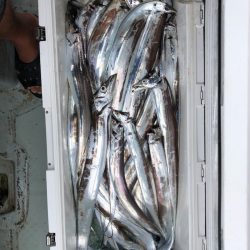 フィッシング キッタカ 釣果