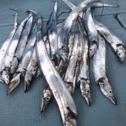 岡田釣船 八英丸 釣果