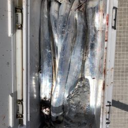 フィッシング　キッタカ 釣果