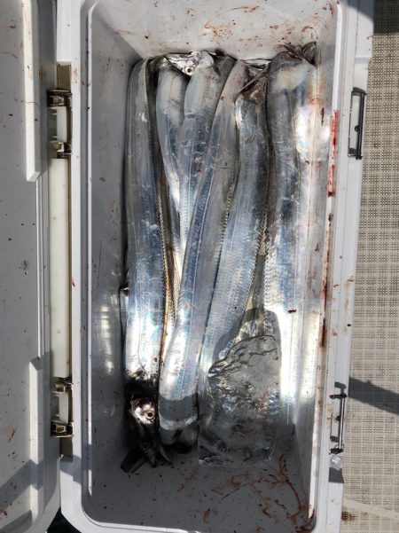 フィッシング　キッタカ 釣果