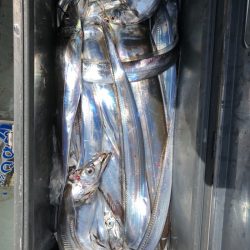 フィッシング　キッタカ 釣果