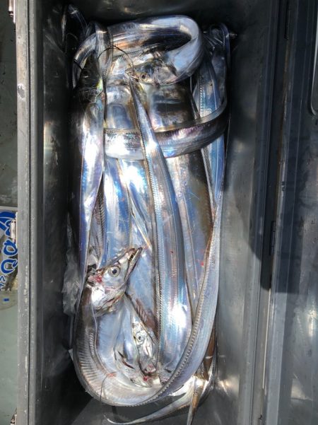 フィッシング　キッタカ 釣果