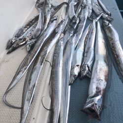 岡田釣船　八英丸 釣果