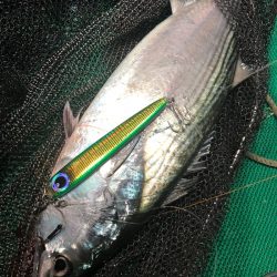 「LaGooN」蒼陽丸 日和号 釣果