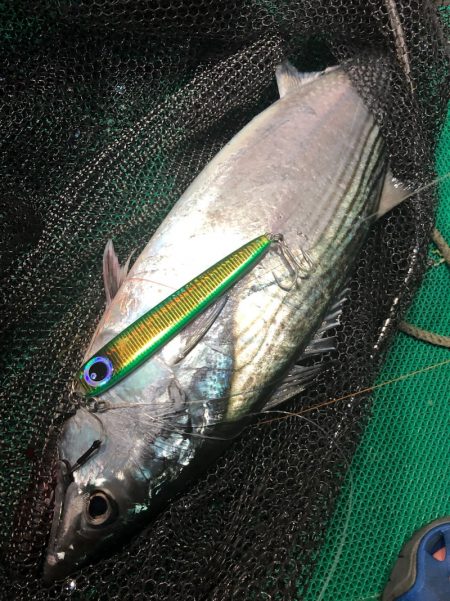 「LaGooN」蒼陽丸 日和号 釣果