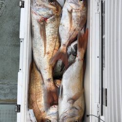 フィッシング キッタカ 釣果