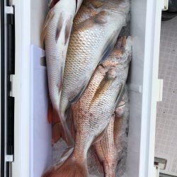 フィッシング キッタカ 釣果