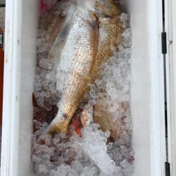 フィッシング キッタカ 釣果