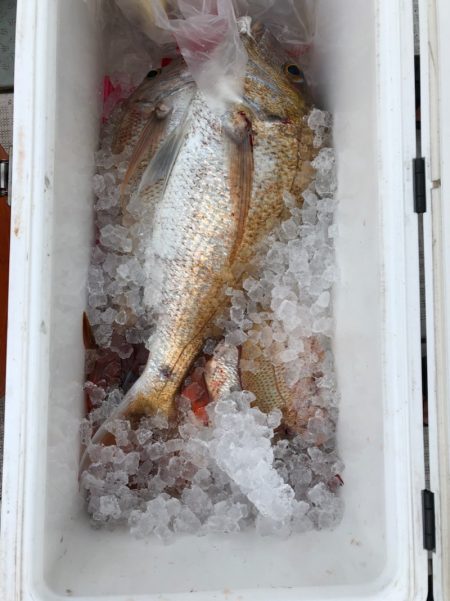 フィッシング キッタカ 釣果