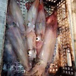 アマテラス 釣果