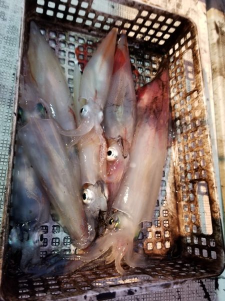 アマテラス 釣果