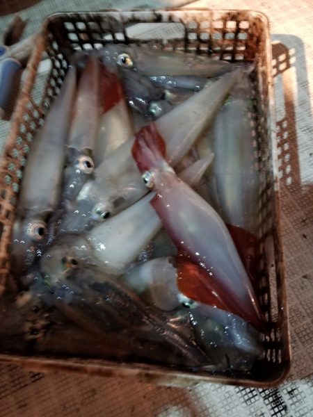 アマテラス 釣果