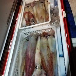 アマテラス 釣果