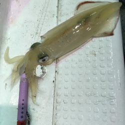 渡船屋たにぐち 釣果