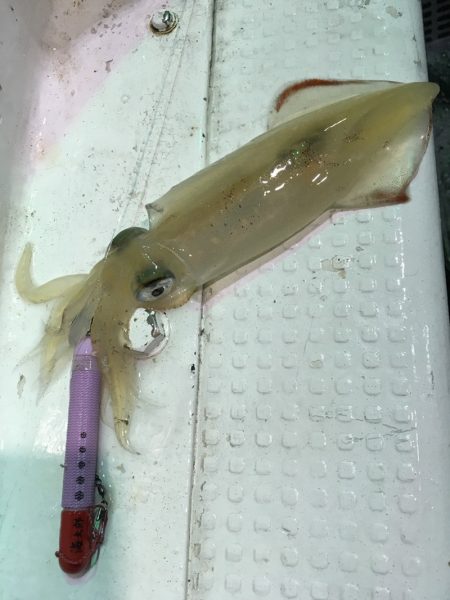 渡船屋たにぐち 釣果