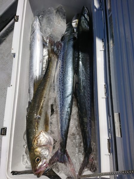 ありもと丸 釣果