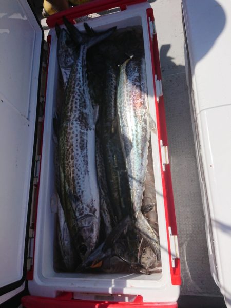 ありもと丸 釣果