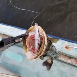 アマテラス 釣果