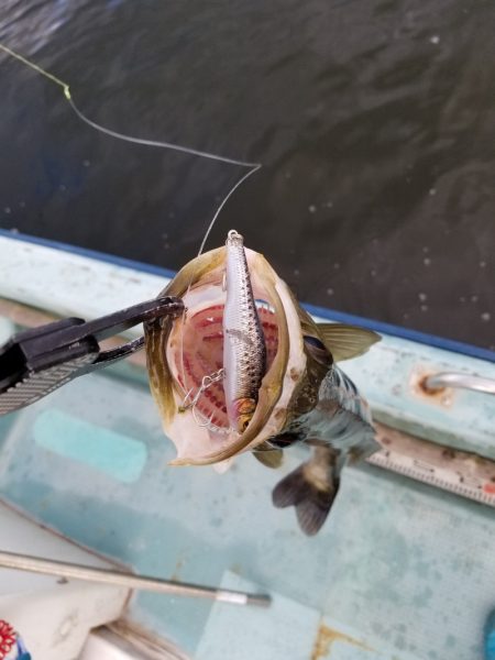 アマテラス 釣果