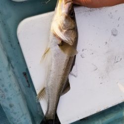 アマテラス 釣果