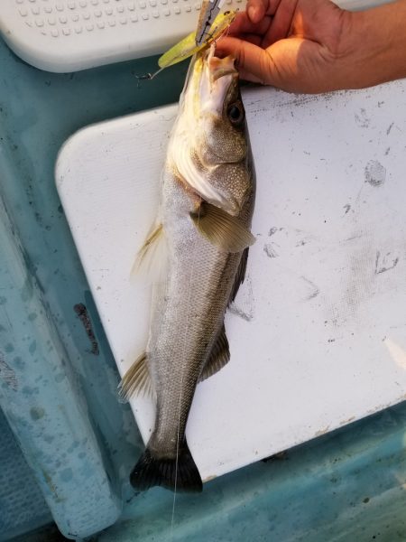 アマテラス 釣果