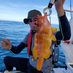 ソルトウォーターガイドフレンズ 釣果