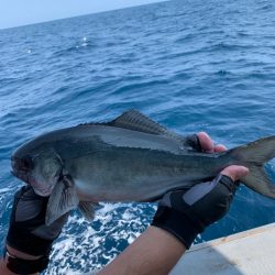 シーランチ 釣果