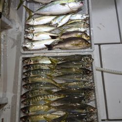 エンペラー 釣果