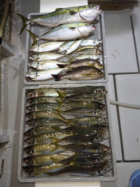 エンペラー 釣果