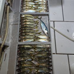 エンペラー 釣果