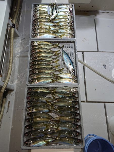 エンペラー 釣果