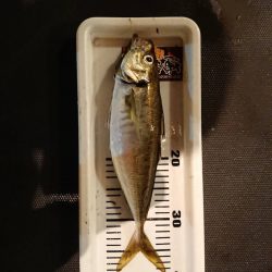 海龍丸（石川） 釣果