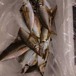 海龍丸（石川） 釣果