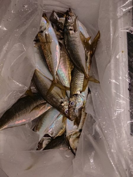 海龍丸（石川） 釣果