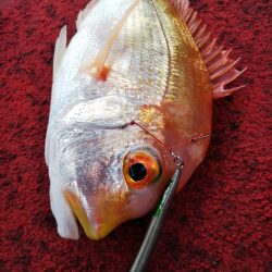 光生丸 釣果